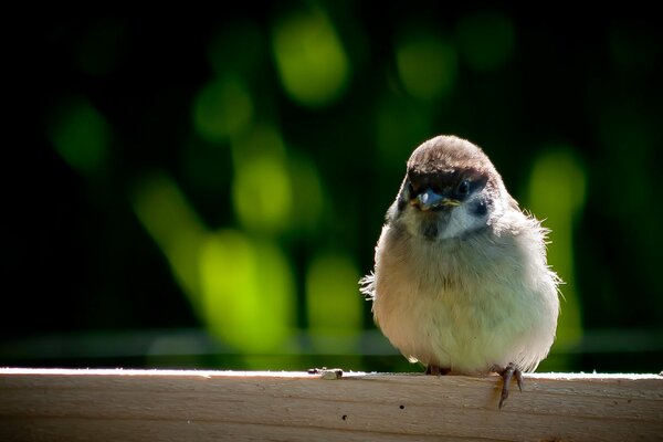 Such a funny sparrow