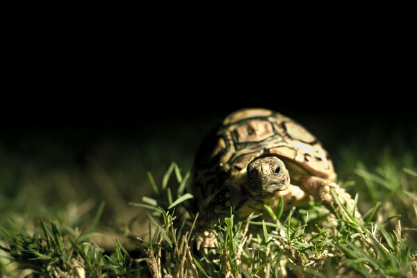 Turtle in the night background in the grass