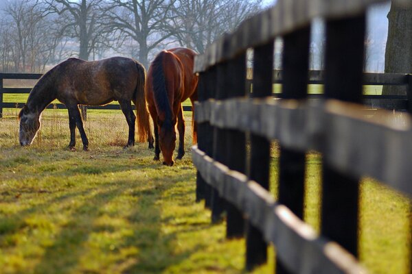 Foto naturaleza caballos en el corral. Prado con caballos