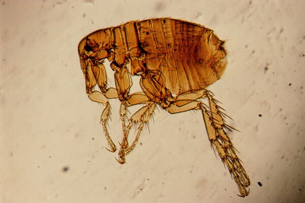 Red flea under the microscope