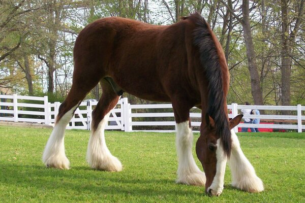 Thoroughbred horses are kept in pens