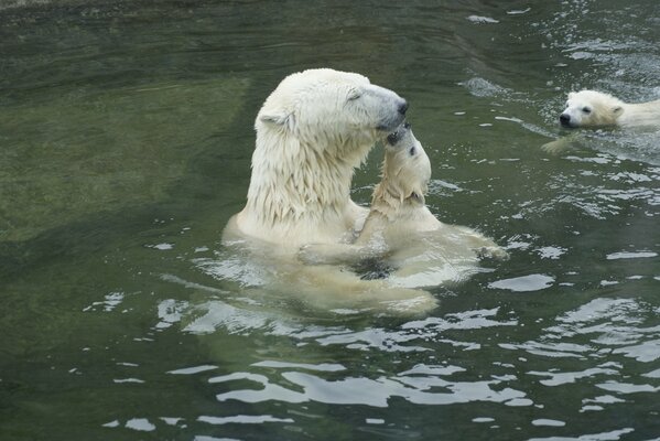 Белая медведица с медвежонком купается в воде