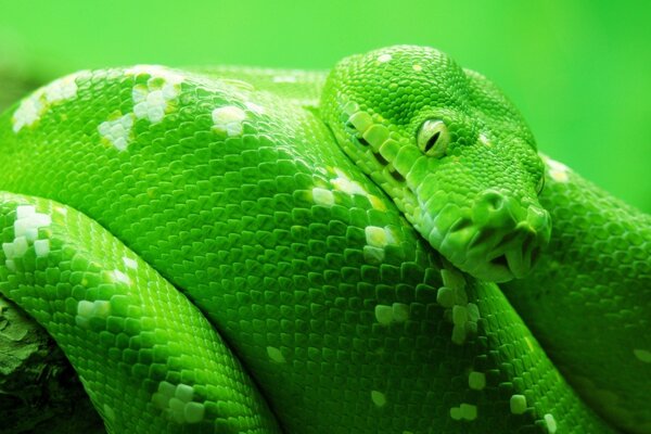 Gros plan de tir d un serpent dans une lumière verte