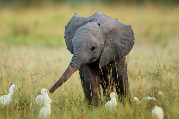 Elephant communicates with birds