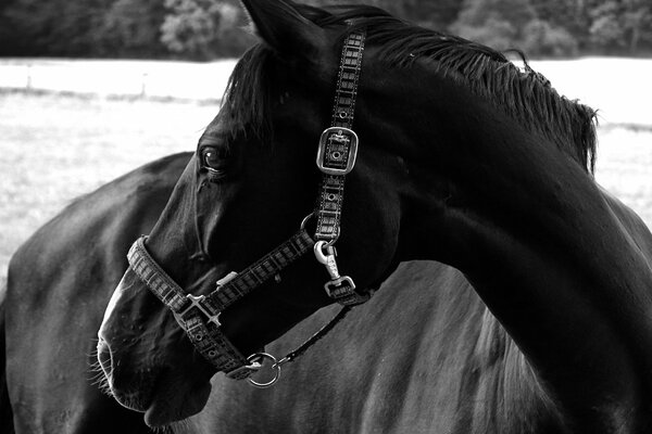 Un cheval noir élégant regarde quelque part