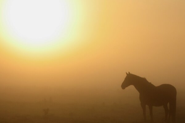 A horse in nature in the fog in the morning