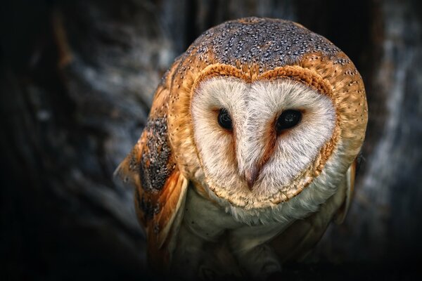 Hibou magique dans la forêt sombre