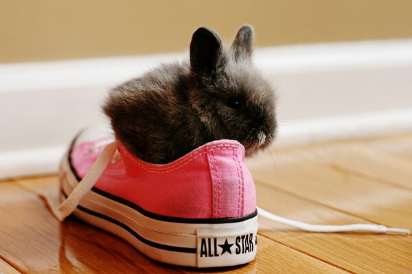 Photo of a rabbit in a sneaker. A little rabbit hid in sneakers