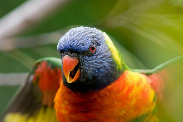 Bright multicolored parrot on a blurry background