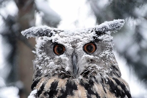 Hibou dans la neige, dans la forêt