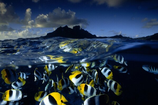 Poissons brillants dans l eau