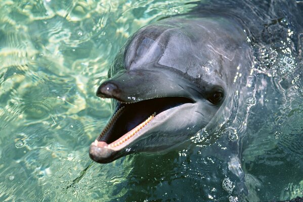 Der Delfin nahm seinen Kopf aus klarem Wasser