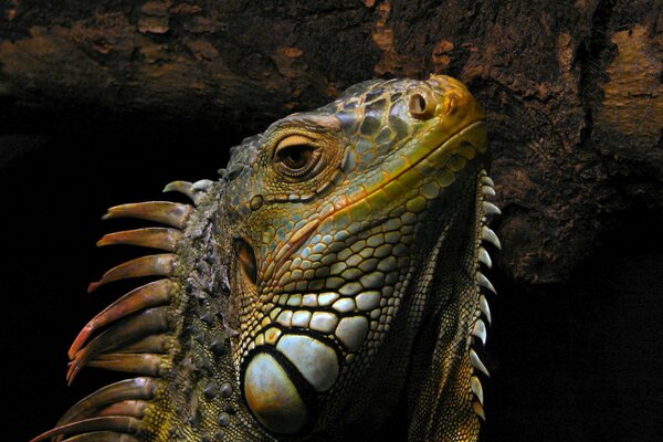 Reptil varan primer plano en el fondo de un árbol