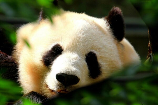 Sleeping panda on the background of nature