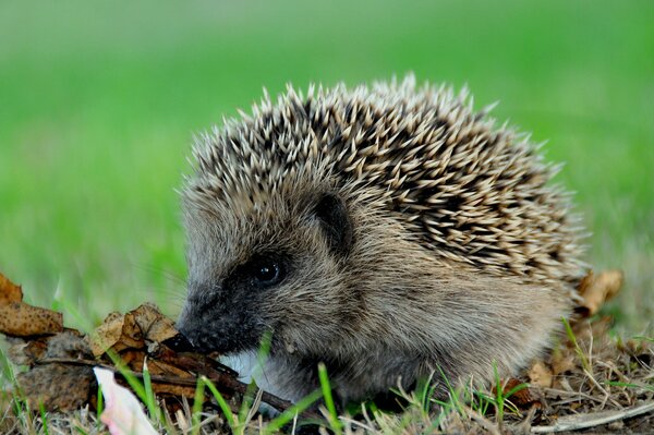 Stacheliger Igel in Makroaufnahmen