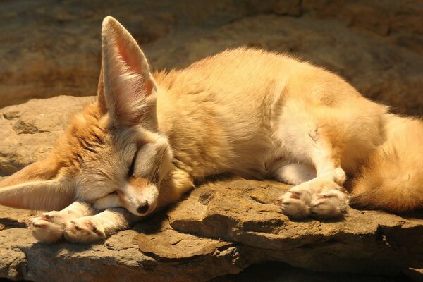 A little fox cub sleeps on a rock, warmed by the sun