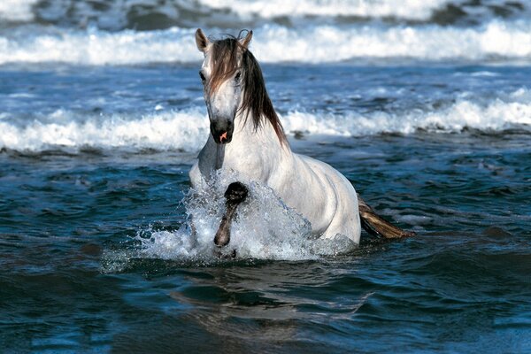A white horse with a luxurious mane bathes in the sea