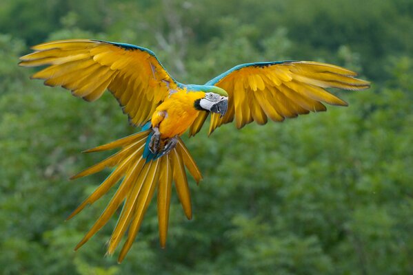 Loro africano brillante en vuelo