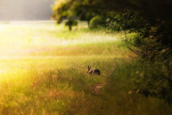 A rabbit is sitting in a clearing in the forest