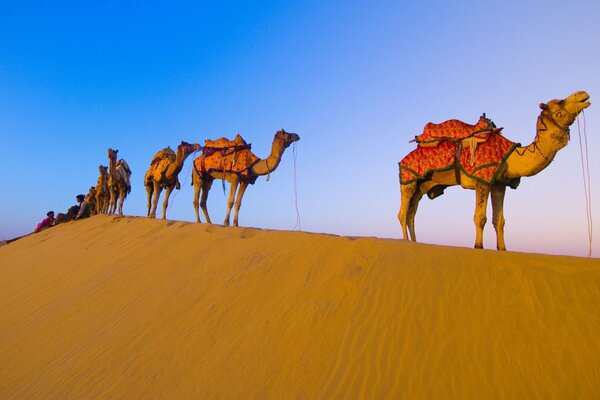 Carovana di cammelli nel deserto