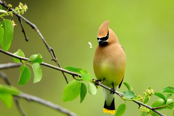 A bird on a branch catches bugs