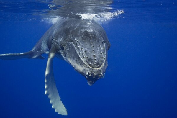 A whale in the blue ocean depths