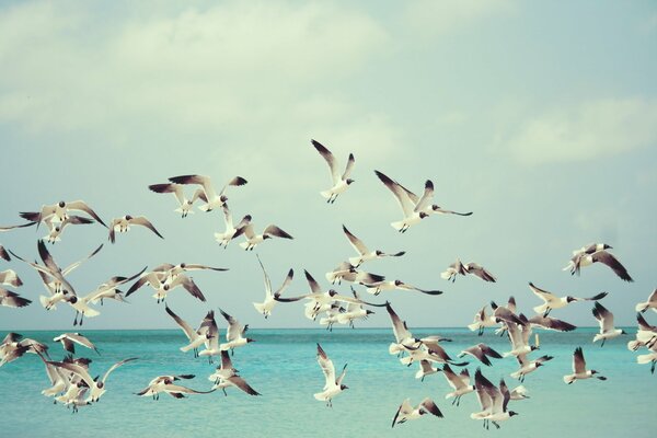 The flight of seagulls over the sea surface