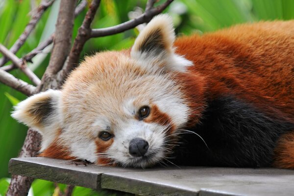 Der rote Panda liegt ruht