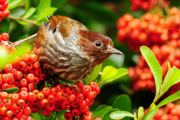 A beautiful bird on a branch with berries