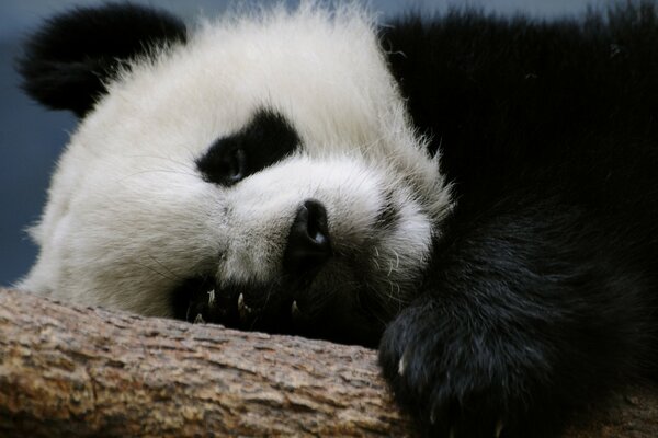 Panda is resting on a branch. Sleeping