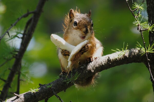 Wiewiórka z grzybem na gałęzi jodły. Fauna