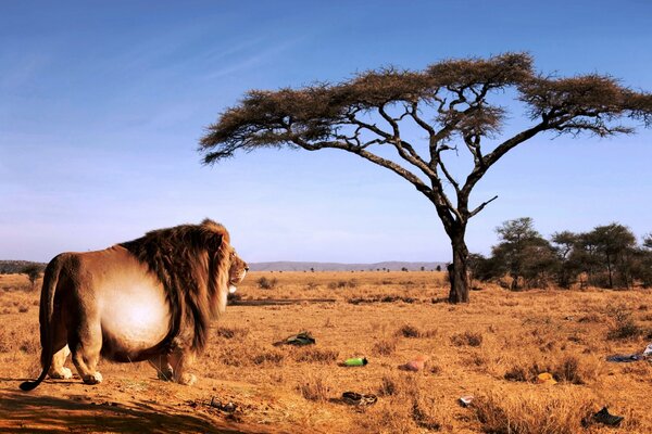 Löwe in der Savanne neben einem Baum