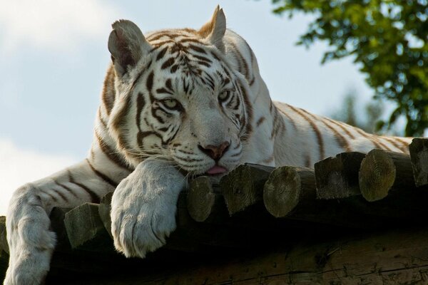 White tiger on vacation