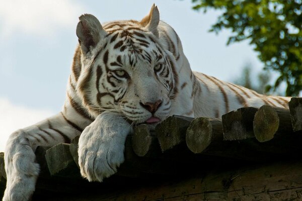 Белый тигр на отдыхе