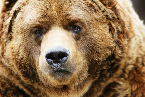 Brown bear looks into the frame