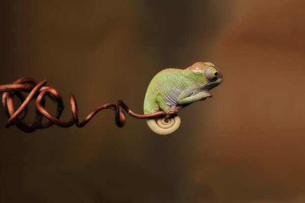 Petit caméléon sur fond flou