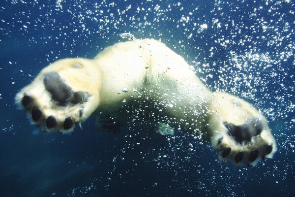 Patas de oso polar en el agua