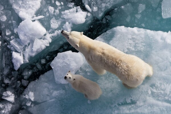 Мама медведь и ее детёныш на льдине
