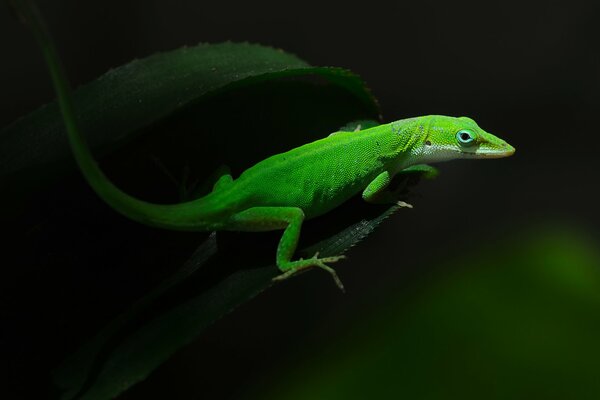 Lagarto verde sobre fondo oscuro