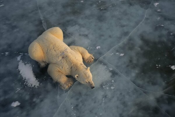 Oso polar polar en el hielo en las grietas