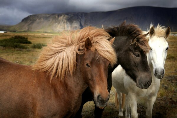 Three horses with an equal mane of different colors grazing in a pasture