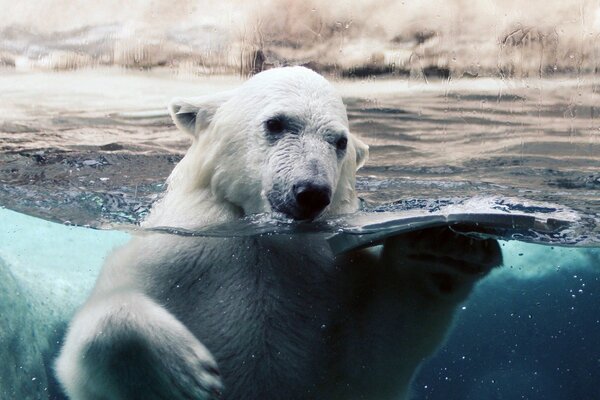 Polar bear in the water behind the glass