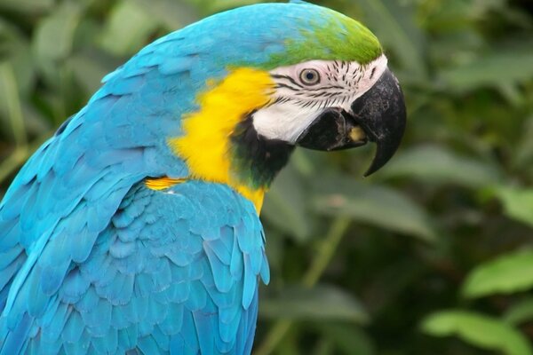 Blue parrot on the background of bushes