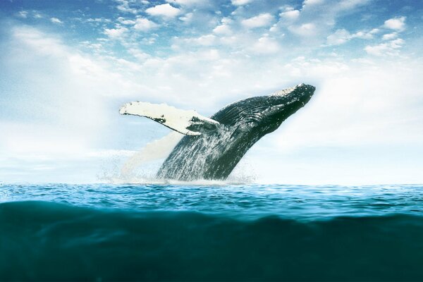 Una grande balena salta fuori dall oceano