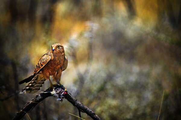 The falcon is sitting on a branch