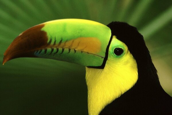 Exotic toucan bird close-up