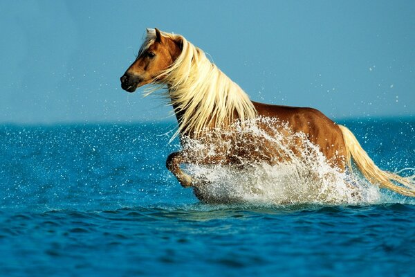Horse bathing in blue waters