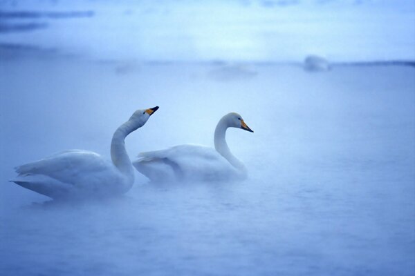 Para łabędzi w niebieskiej mgle