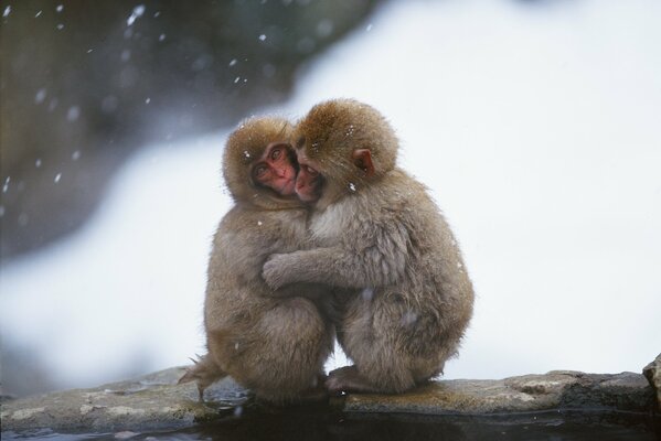 Monkeys as people can warm the soul