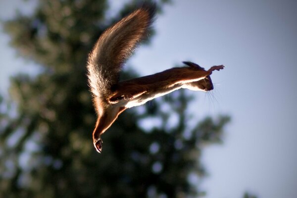 Squirrel in flight from branch to branch